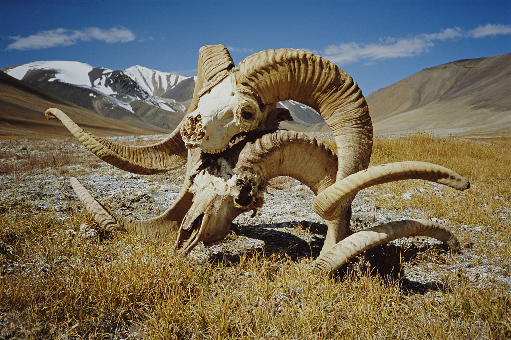 The skulls of two Marco Polo argali sheep in the Wakhan Corridor of northeastern Afghanistan, 2004. /CFP