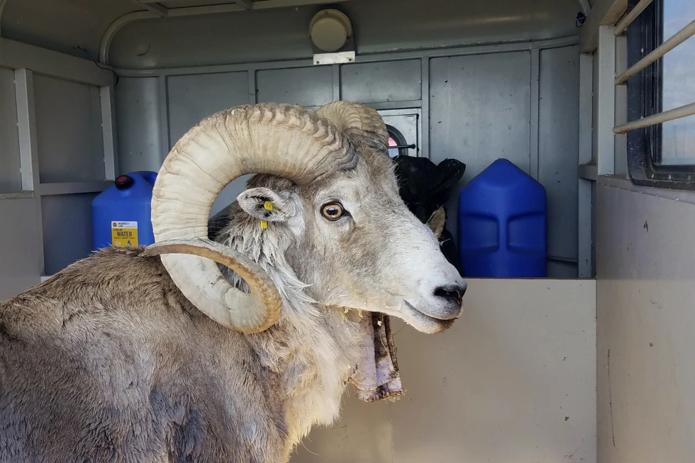 This undated handout photo provided by the Montana Fish Wildlife and Parks shows a sheep nicknamed Montana Mountain King that was part of unlawful scheme to create large, hybrid species of wild sheep for sale to hunting preserves in Texas. /AP