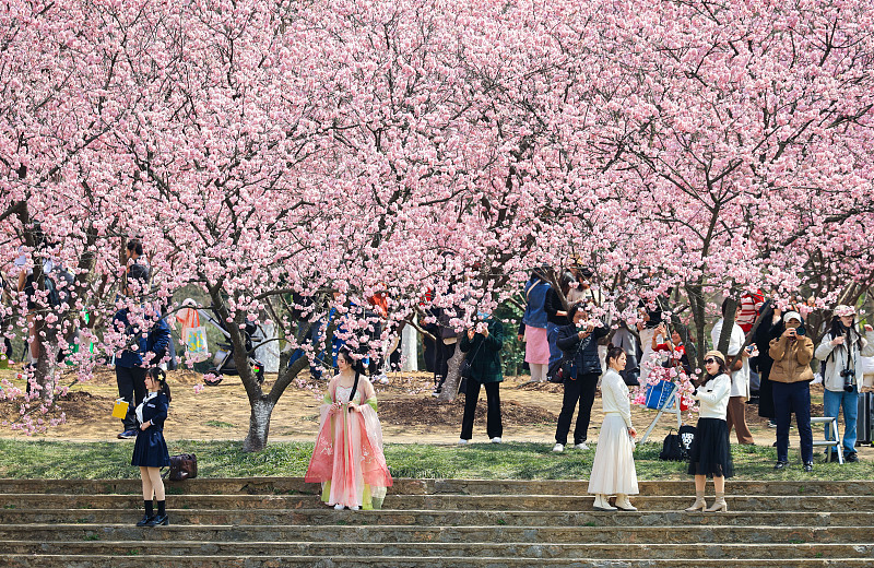 Visitors enjoy picturesque scenes of blooming cherry blossoms at Nanjing Zhongshan Botanical Garden, Nanjing, Jiangsu Province, March 13, 2024. /CFP