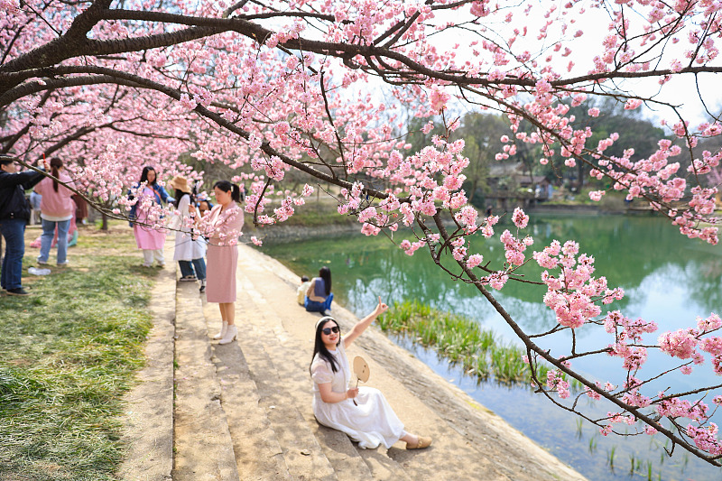 Visitors enjoy picturesque scenes of blooming cherry blossoms at Nanjing Zhongshan Botanical Garden, Nanjing, Jiangsu Province, March 13, 2024. /CFP