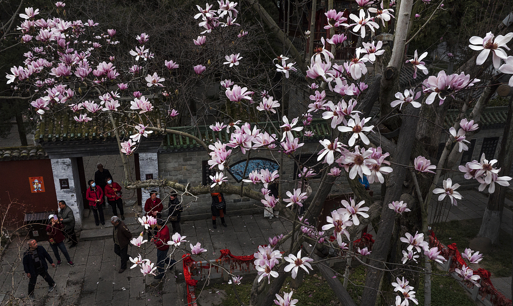 A photo taken on March 13, 2024 shows the blossoms of an ancient Eclipta at the Wuhou Temple in northwest China's Shaanxi Province. /CFP