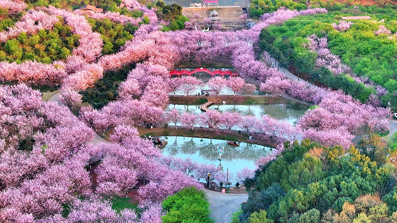 A vast cherry garden featuring a variety of species of cherry trees is seen in Changning, Hunan Province on March 11, 2024. /CFP