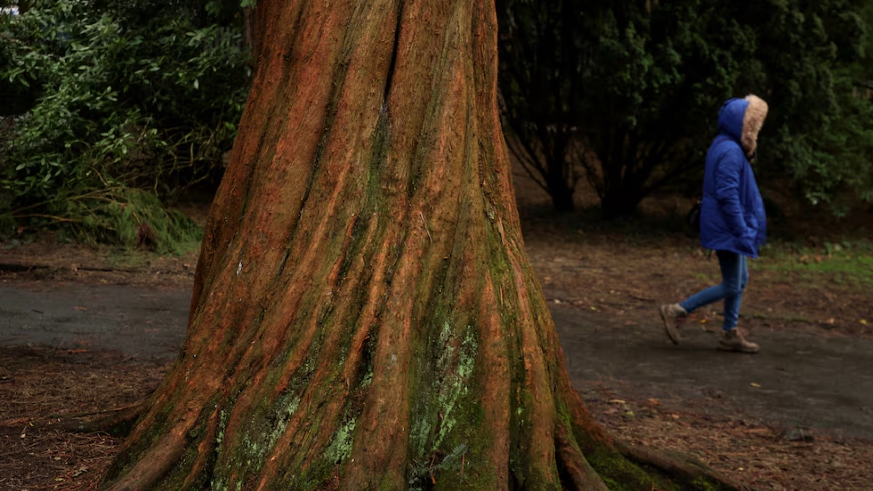 A woman walks past a Dawn Redwood tree in a park in Stretford, Britain, March 13, 2024. /Reuters