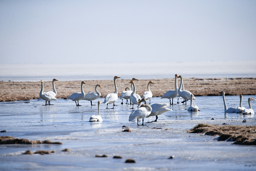 Whooper swans at Quanwan wetlands, Qinghai Province, March 13, 2024. /CFP