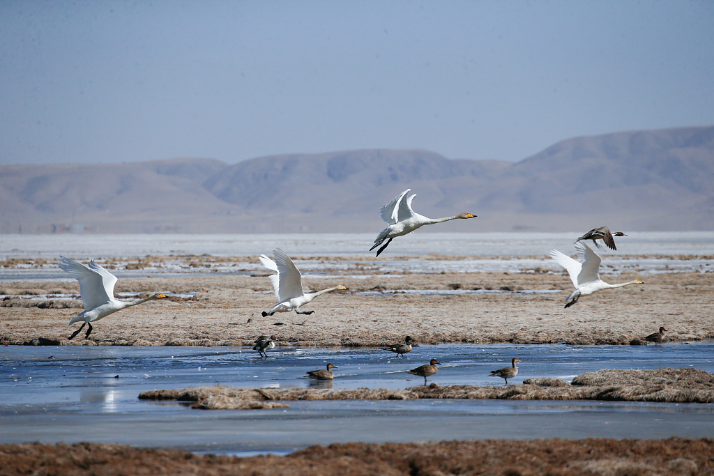 Whooper swans at Quanwan wetlands, Qinghai Province, March 13, 2024. /CFP