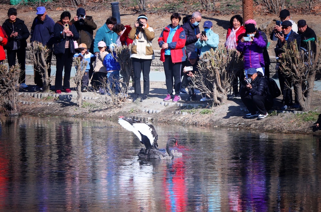 Residents look on and take pictures while a black swan family swims in the Liangshui River in Beijing, March 12, 2024. /IC
