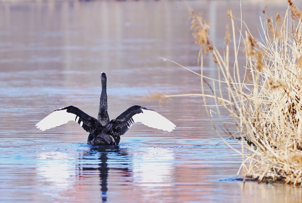 A black swan spreads its wings while swimming in the Liangshui River in Beijing, March 12, 2024. /IC