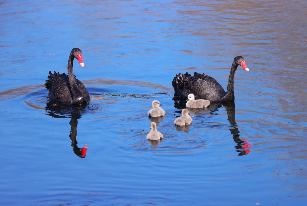 A black swan family swims in the Liangshui River in Beijing, March 12, 2024. /IC