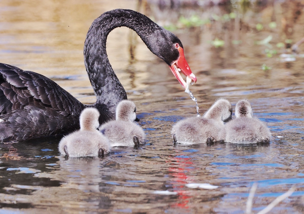 A black swan shows its cygnets how to catch fish in Beijing, March 12, 2024. /IC