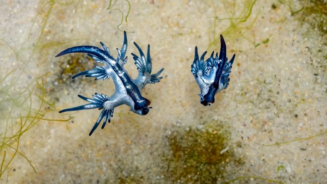 Blue dragons, or Glaucus atlanticus, a vivid blue and silver sea slug. /CFP