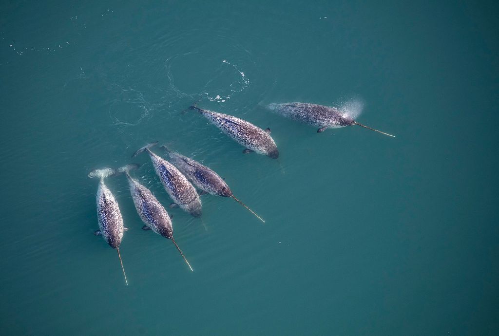 Narwhals. /CFP