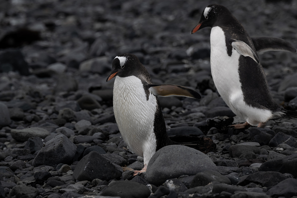 Gentoo penguins are seen at Ardley Island which hosts many bird species, in the north of Antarctic Peninsula, February 7, 2023. /CFP