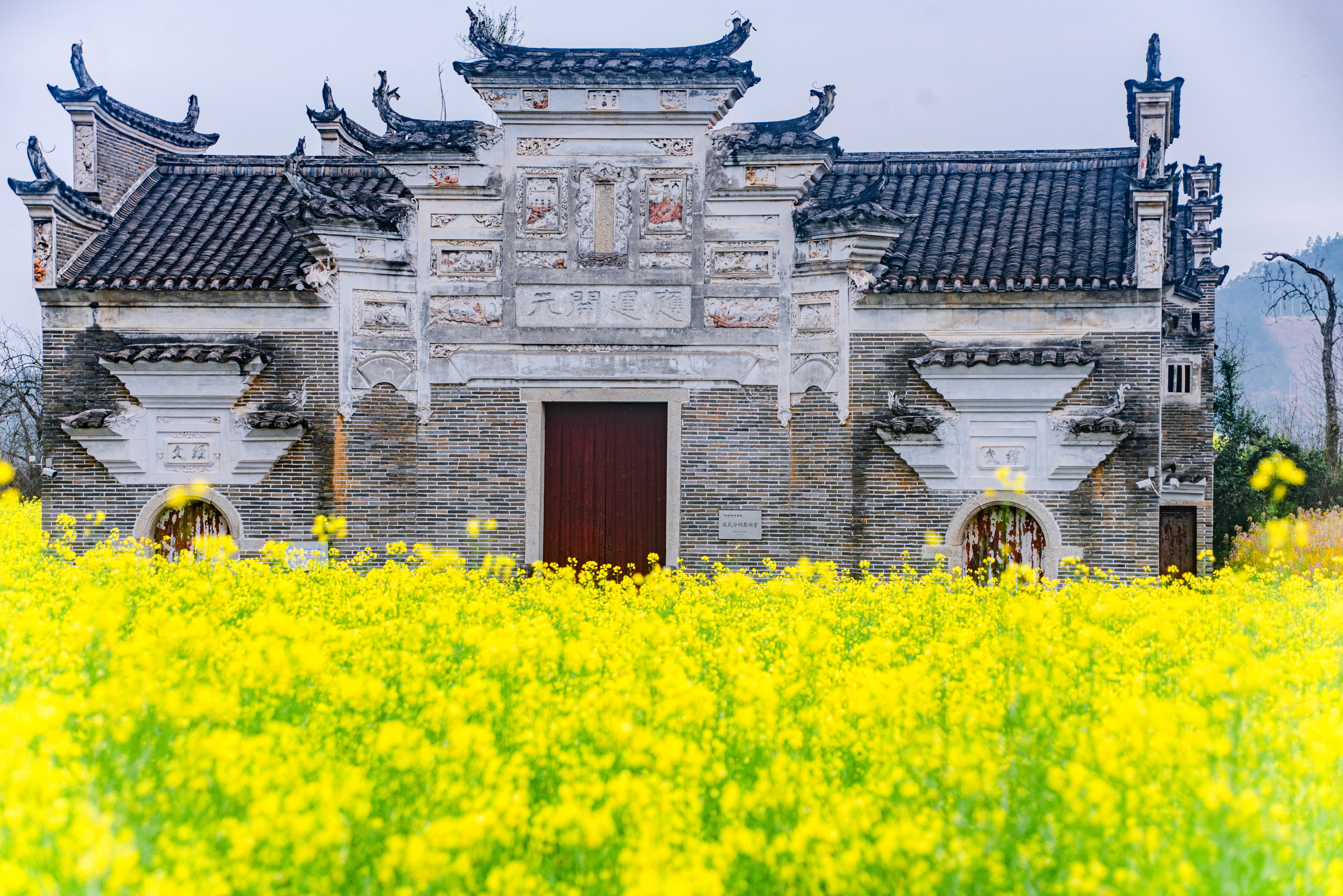 Blooming rapeseed flowers adorn an ancient building in Xiahu Village in Ganzhou, Jiangxi Province on March 13, 2024. /IC  