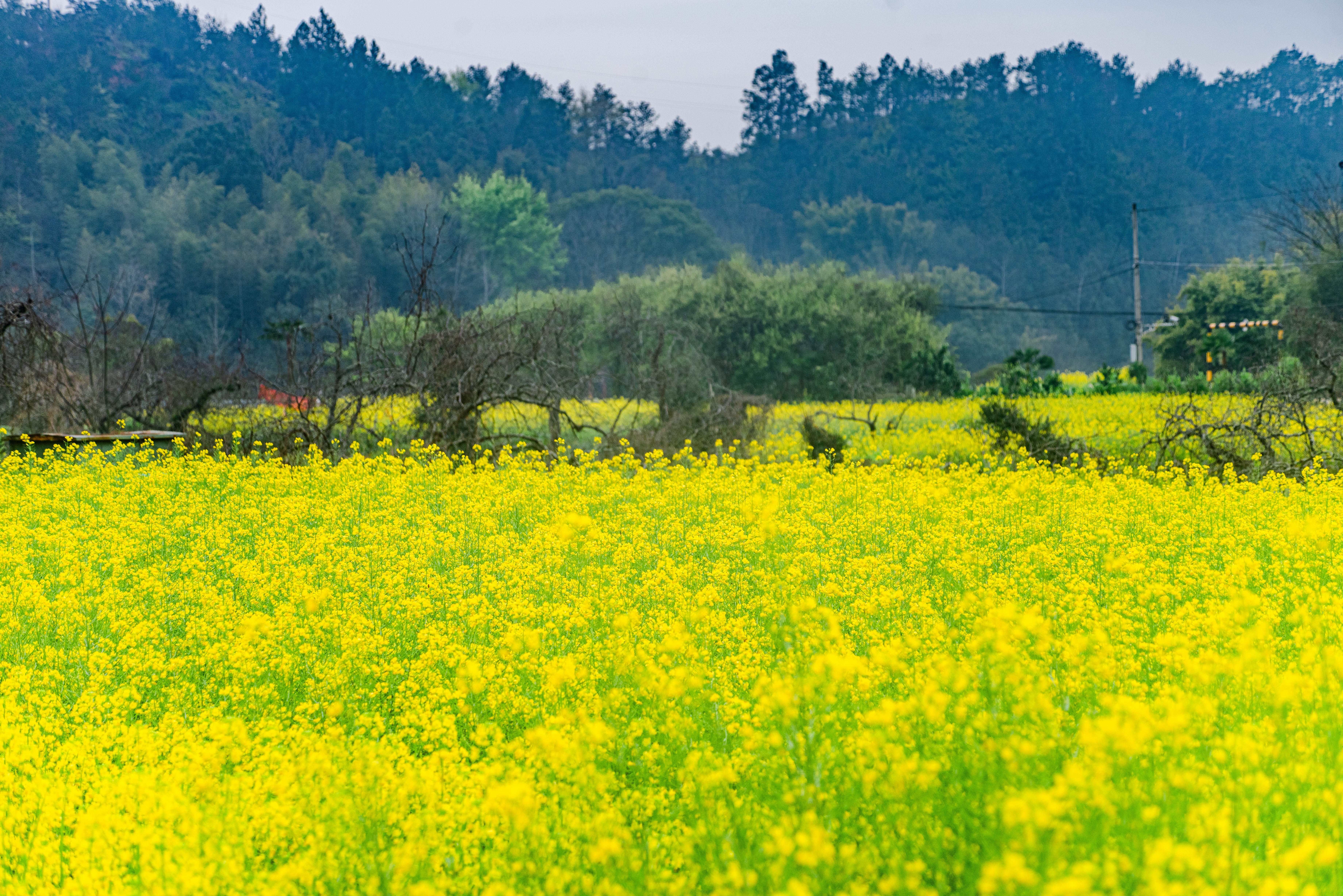 Blooming rapeseed flowers are seen on March 13, 2024 in Xiahu Village, a historic Hakka village in Ganzhou, Jiangxi Province. /IC