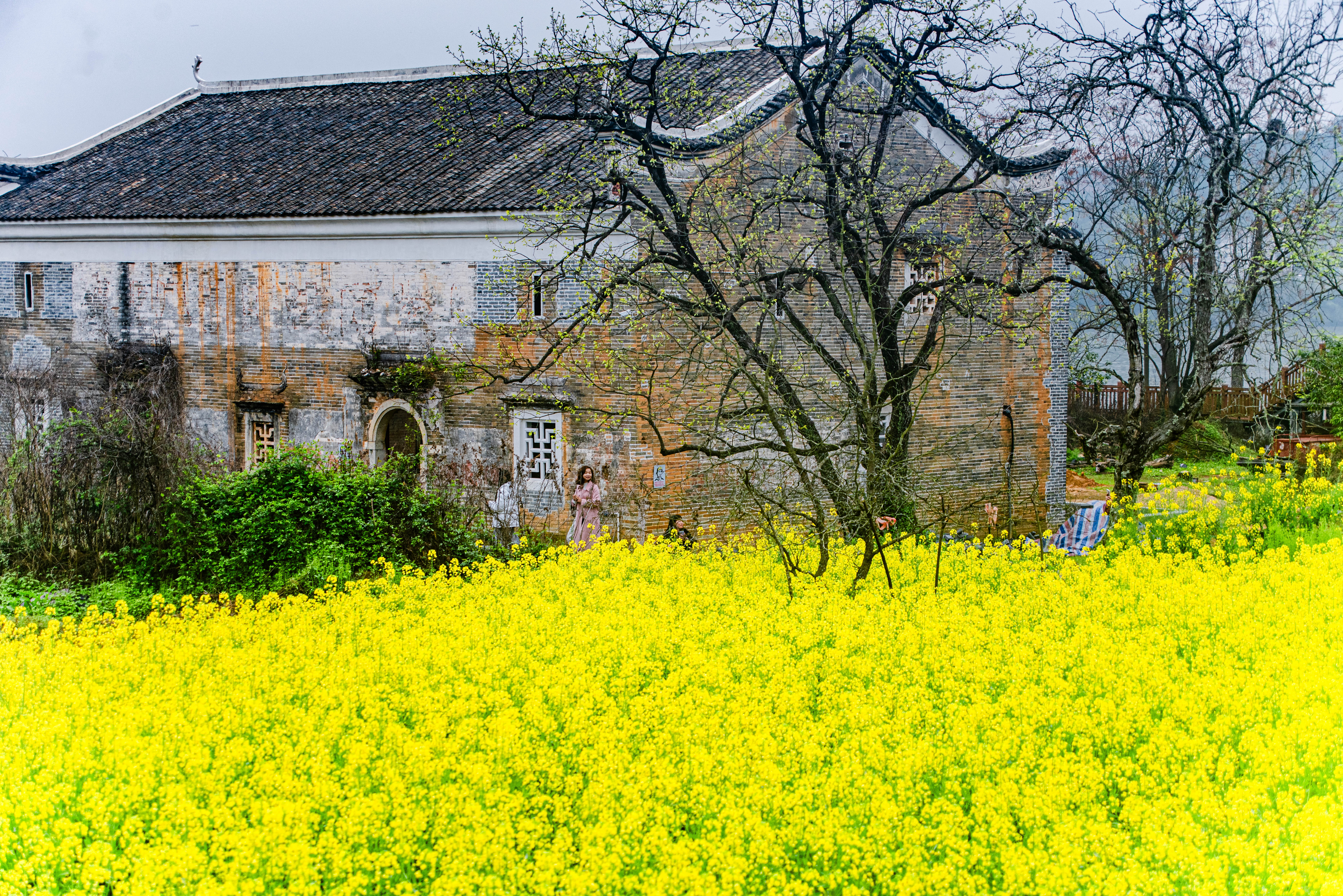 Blooming rapeseed flowers and an ancient building are reminiscent of oil paintings in Xiahu Village in Ganzhou, Jiangxi Province on March 13, 2024. /IC