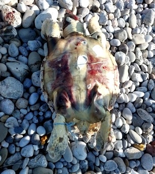 A deceased loggerhead turtle. /CMG