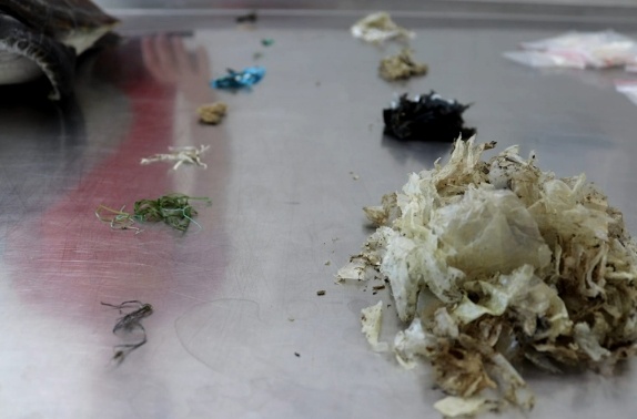 Plastic found inside the loggerhead turtles. /CMG