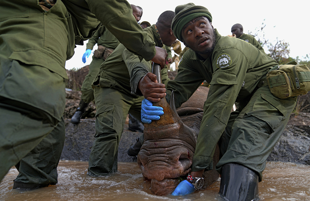Kenya Wildlife Service rangers and capture team pull a sedated black rhino from the water in Nairobi National Park, Kenya, January 16, 2024. /CFP