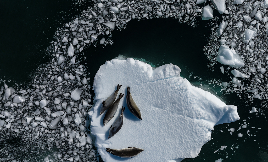 Crabeater seals are seen on ice at Ardley Island in the north of Antarctic Peninsula, February 24, 2023. /CFP