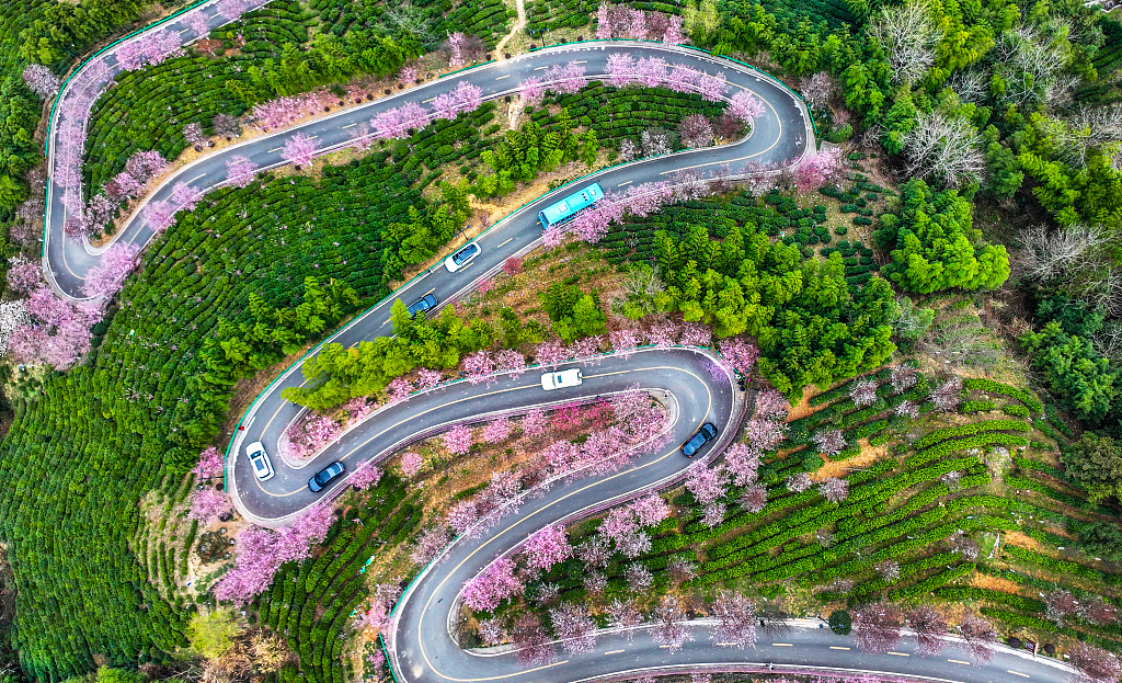 A photo taken on March 15, 2024 shows plum blossoms along a zig-zag road in the tea mountains of Ankang City, northwest China's Shaanxi Province. /CFP