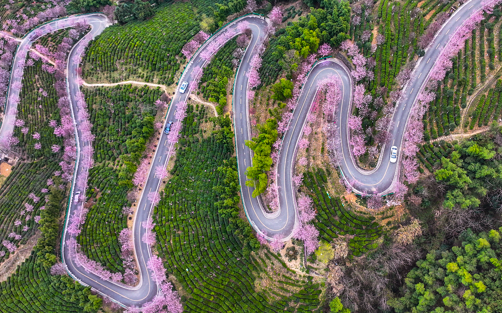 A photo taken on March 15, 2024 shows plum blossoms along a zig-zag road in the tea mountains of Ankang City, northwest China's Shaanxi Province. /CFP