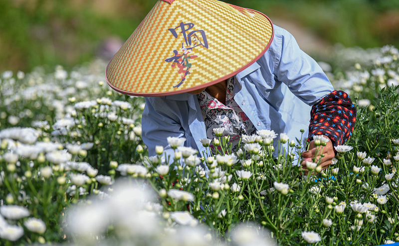 A farmer picks up chrysanthemums at a traditional Chinese medicine cultivation base in Chongqing Municipality, July 11, 2022. /CFP
