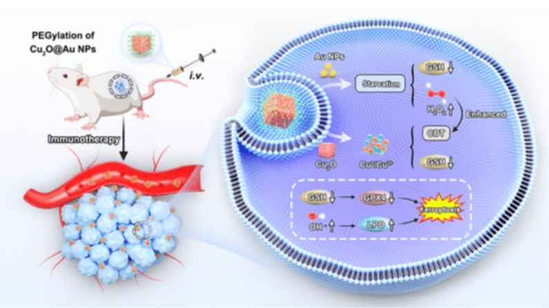 An illustration from the published study shows how the new immunotherapy works. /ACS Nano