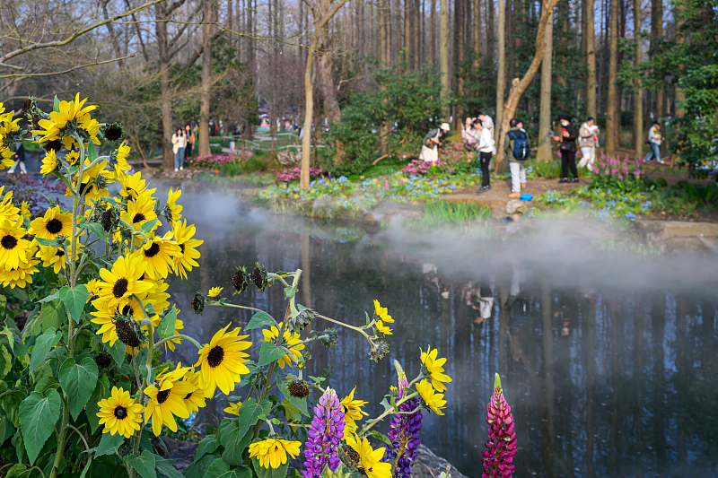 People visit Nanjing Zhongshan Botanical Garden to capture the floral scenery and enjoy springtime in Nanjing City, Jiangsu Province, March 15, 2024. /CFP