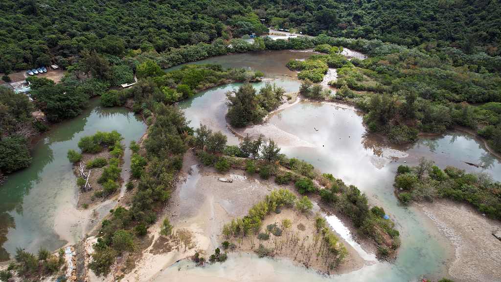 Mangroves in Shenzhen, south China's Guangdong Province, January 18, 2024. /CFP