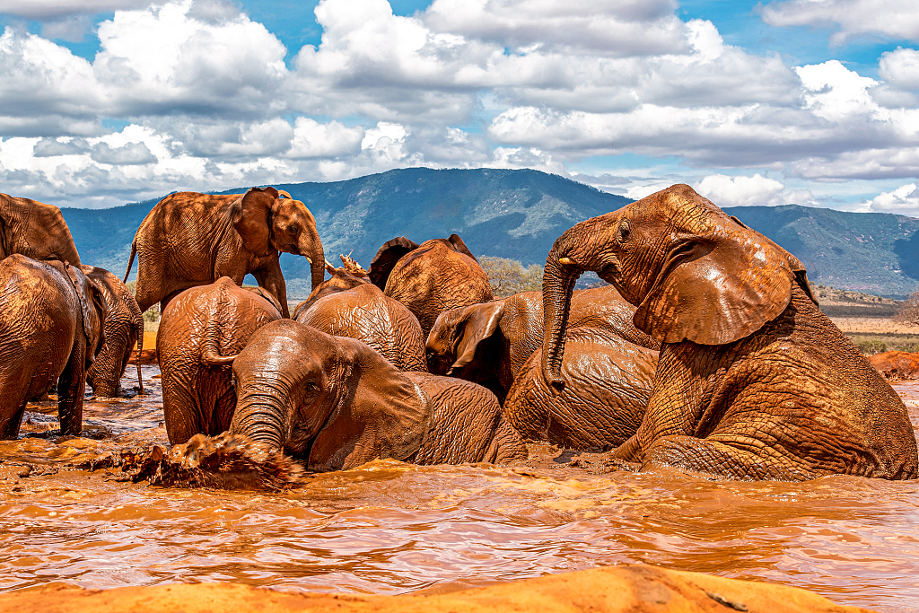 A group of elephants seem to be enjoying a mud bath in Tsavo East National Park in Kenya, October 28, 2023. /CFP
