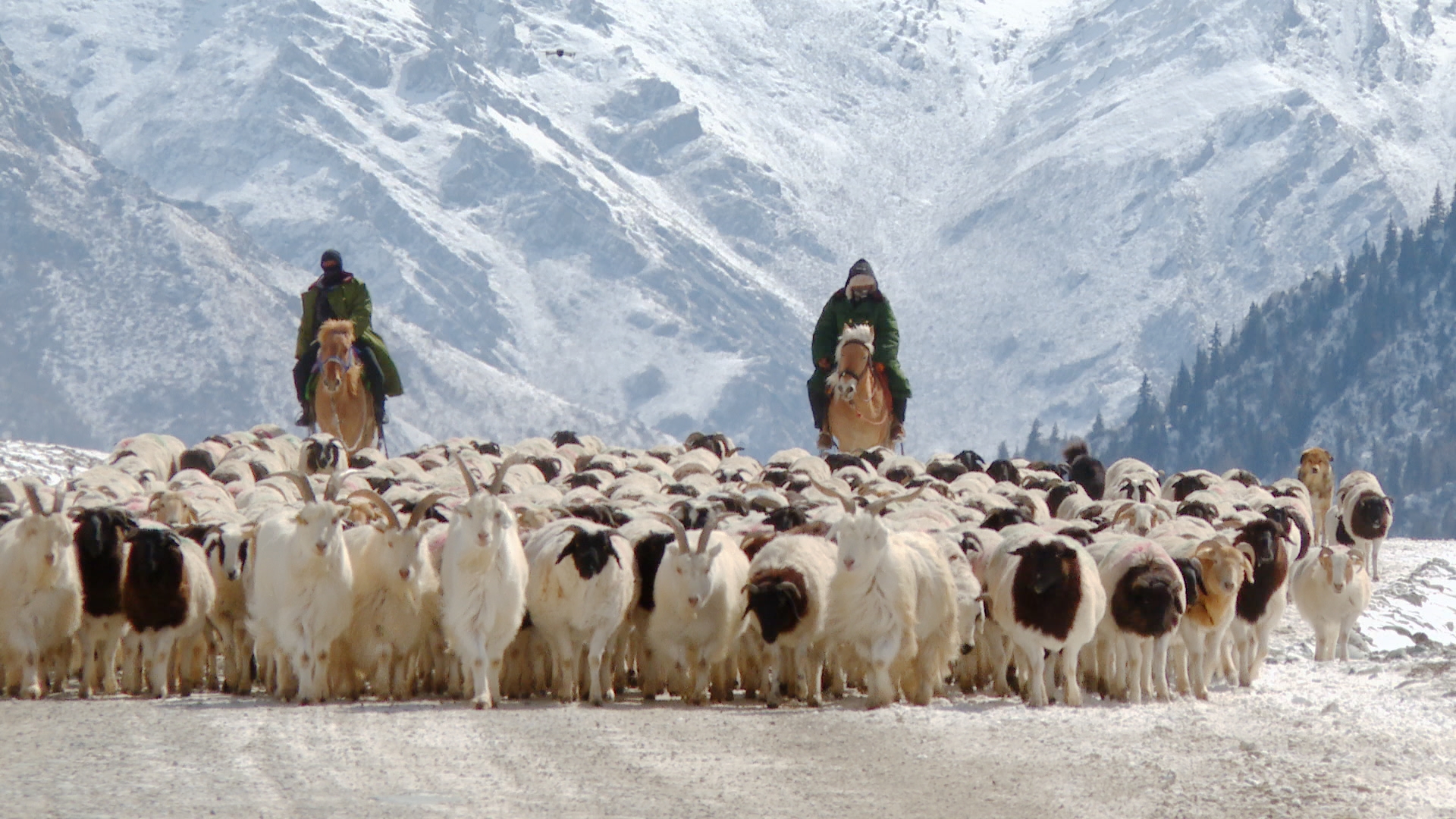 Live: Livestock, herders arrive at spring pasture in Xinjiang's Bayanbulak Grassland