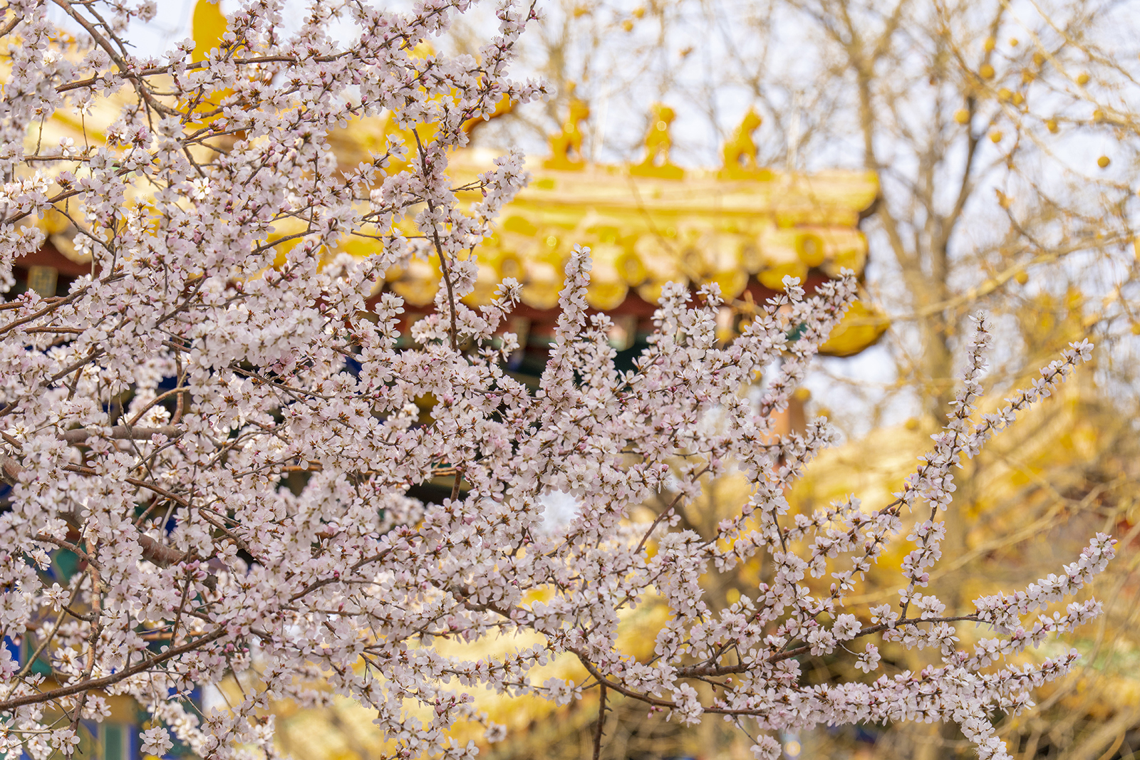 Mountain peach trees bloom against the backdrop of Chanfu Temple, a former imperial temple in Beihai Park in Beijing on March 16, 2024. /IC