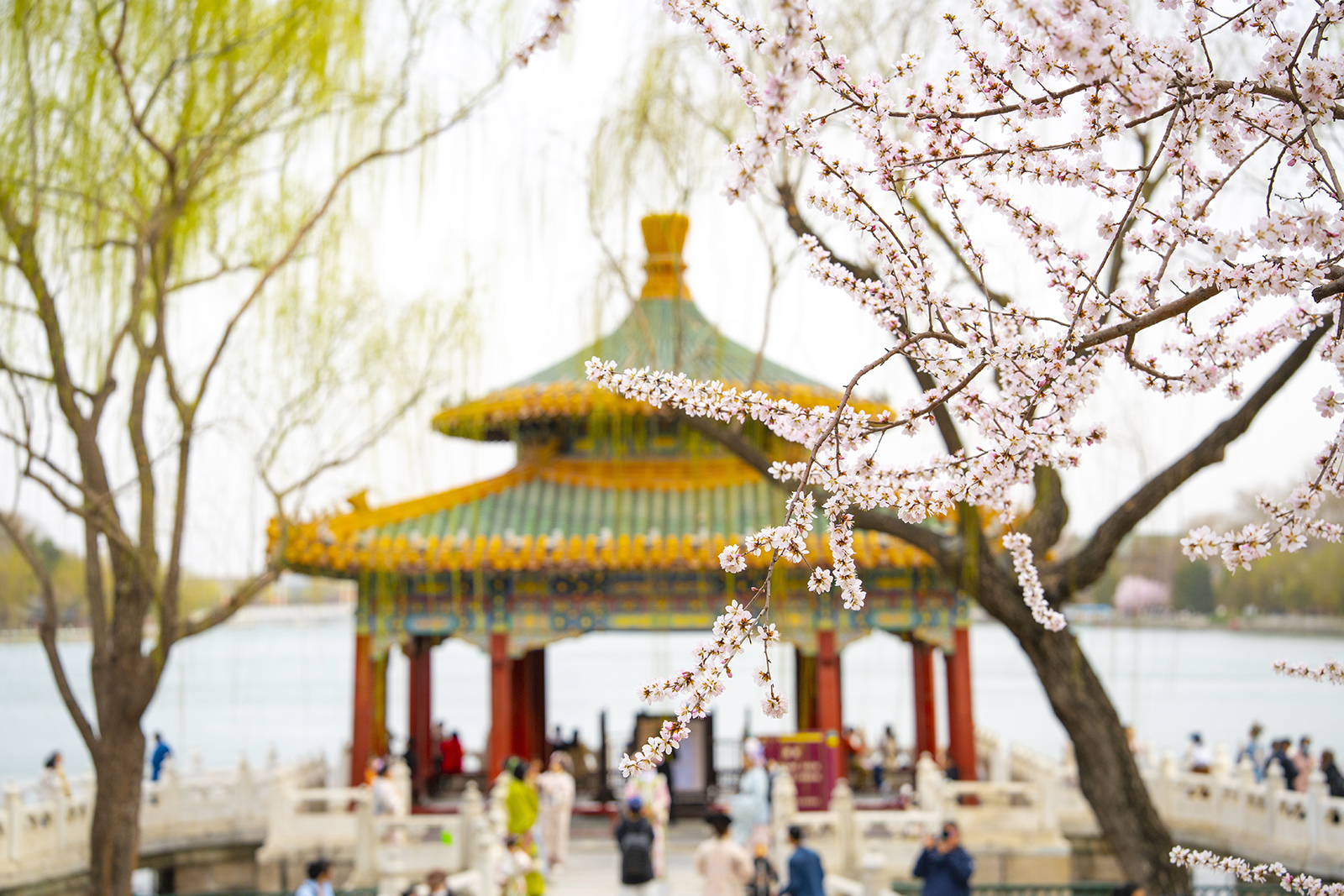 Mountain peach blossoms are seen at the Five Dragon Pavilions in Beihai Park in Beijing on March 16, 2024. /IC