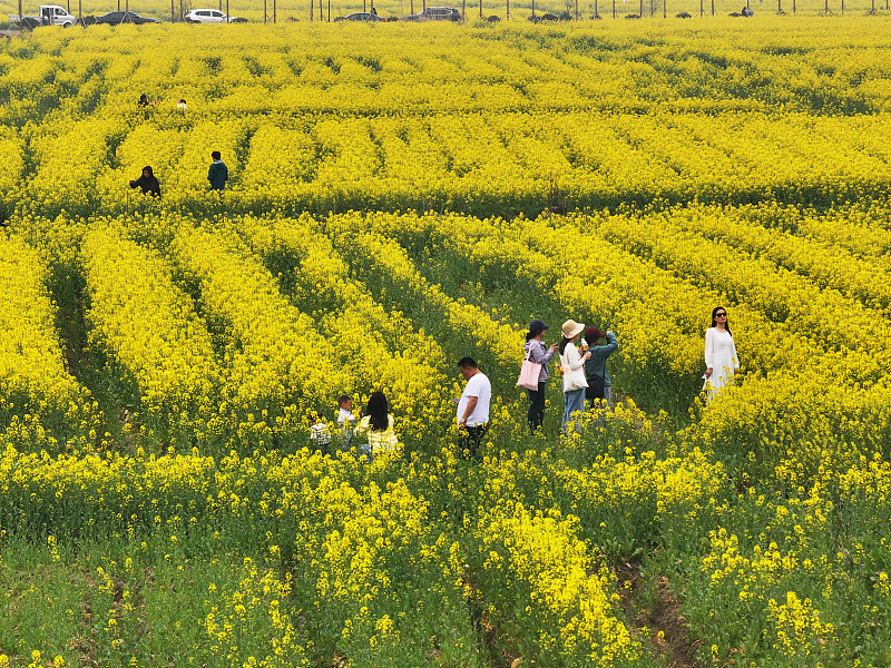 Visitors take photos amid a sea of blooming rapeseed flowers in Wuhu City, Anhui Province, March 16, 2024. /CFP