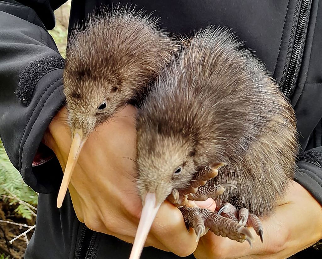 This undated handout from The Capital Kiwi Project released on November 30, 2023 shows two kiwi chicks, born in the wild, west of Wellington, New Zealand. /AFP
