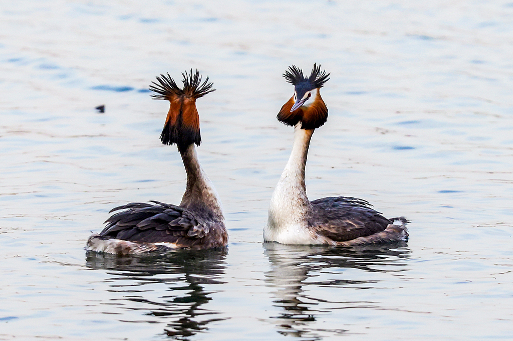 Great crested grebes embrace mating season in spring