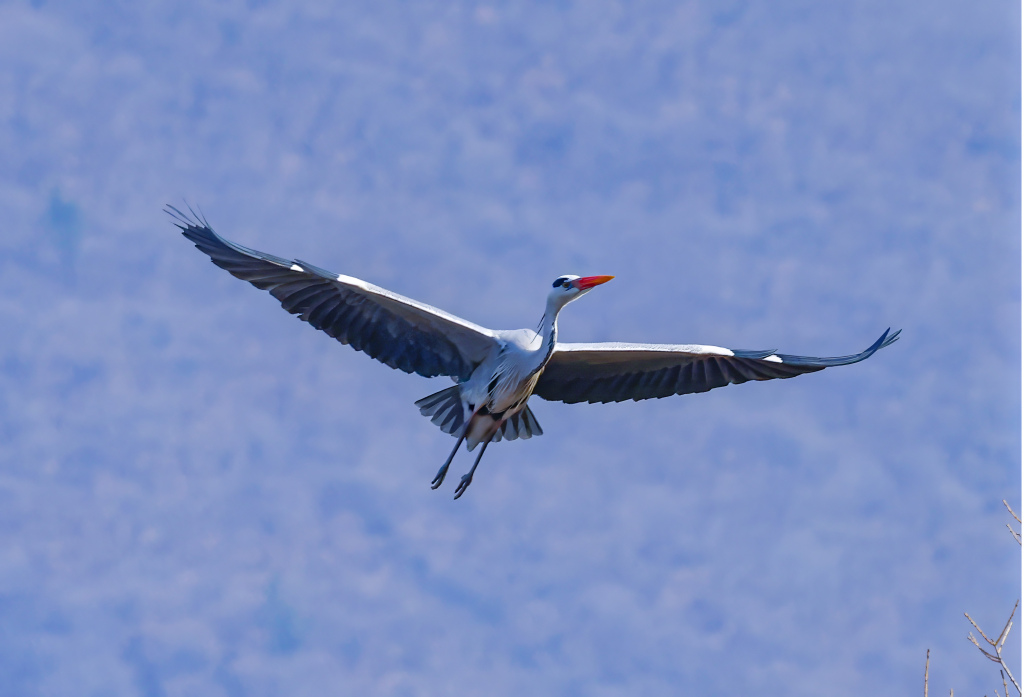 NE China habitat welcomes first flocks of grey herons to return