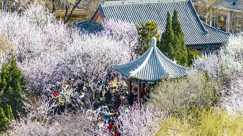Peach flowers enter blossom season in Tianjin, March 15, 2024. /CFP