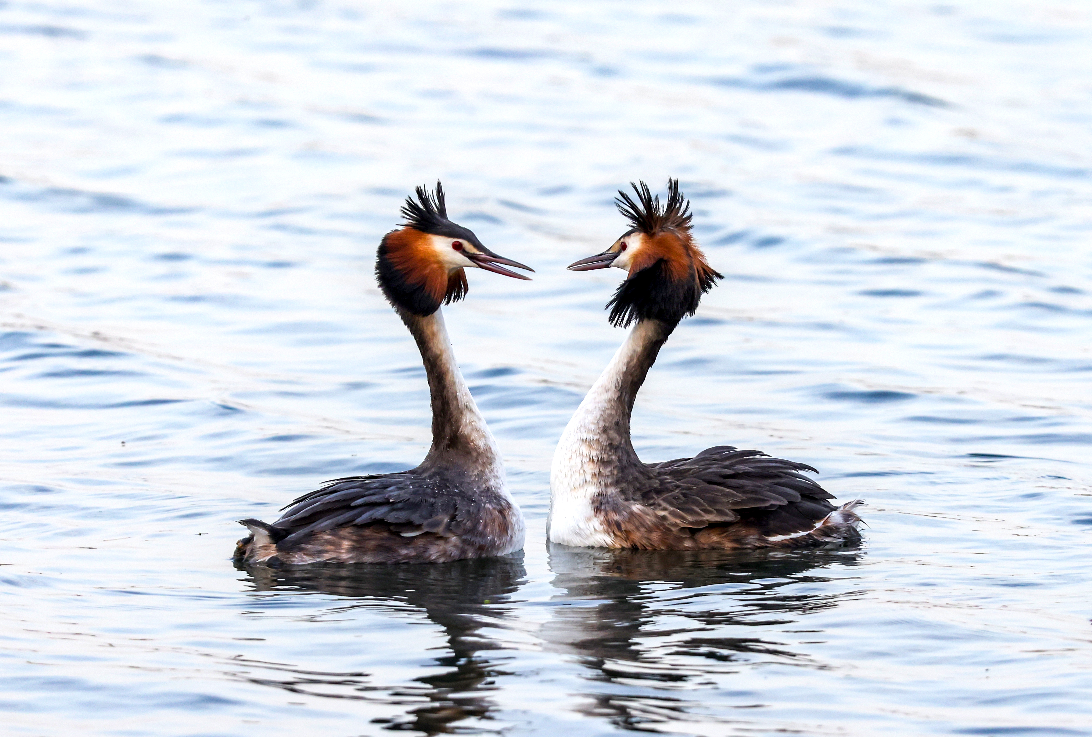 A pair of great crested grebes is photographed performing the beautiful moves of their elaborate courtship display on the waters of the Summer Palace in Beijing, March 18, 2024. /IC