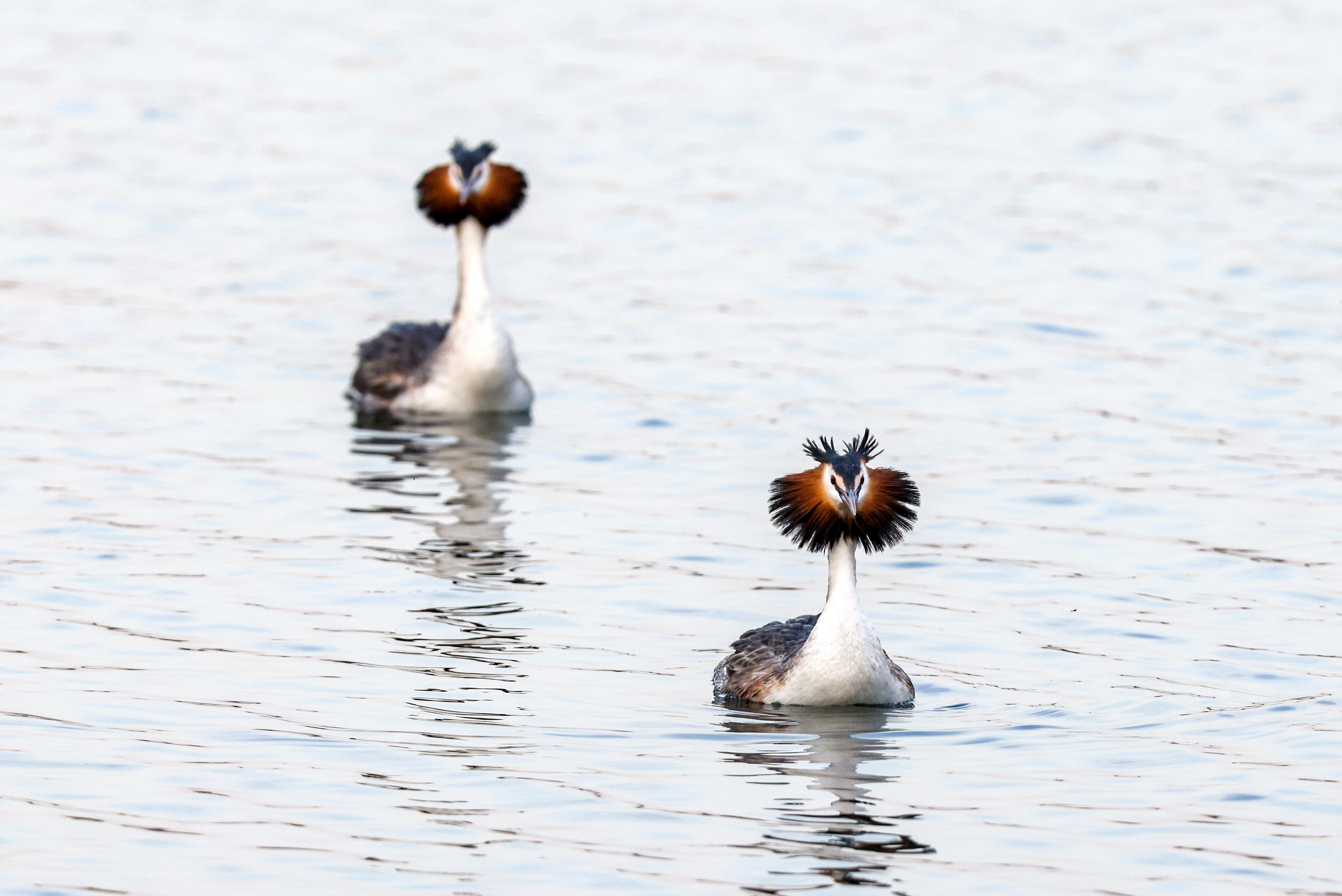 A pair of great crested grebes is photographed performing the beautiful moves of their elaborate courtship display on the waters of the Summer Palace in Beijing, March 18, 2024. /IC