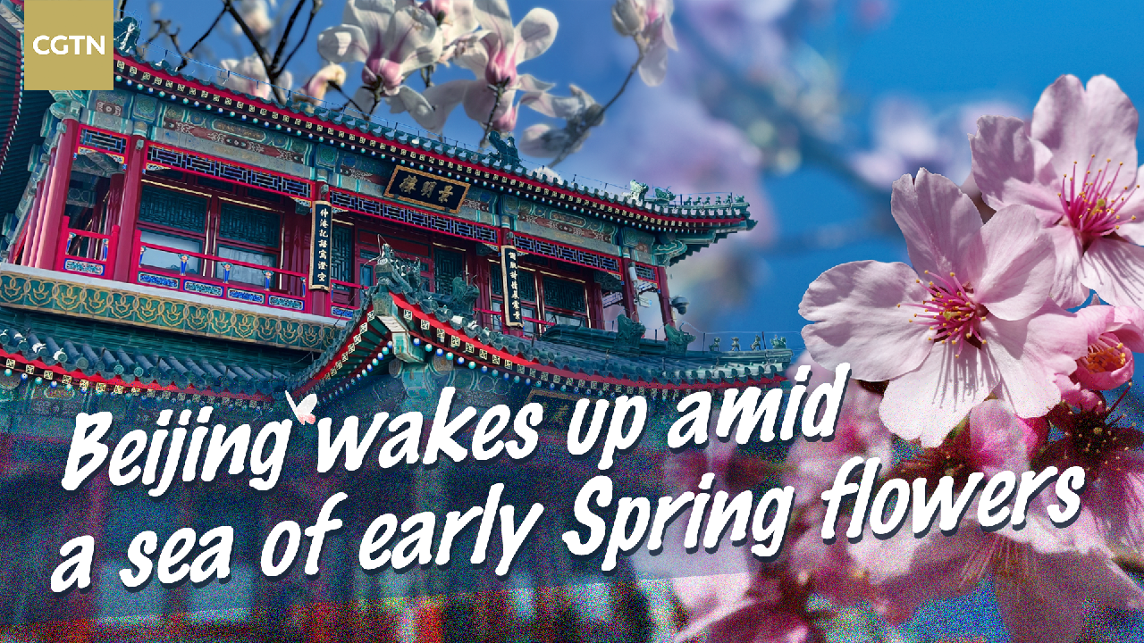 Spring Morning China Live: Beijing wakes up amid a sea of early Spring flowers - CGTN