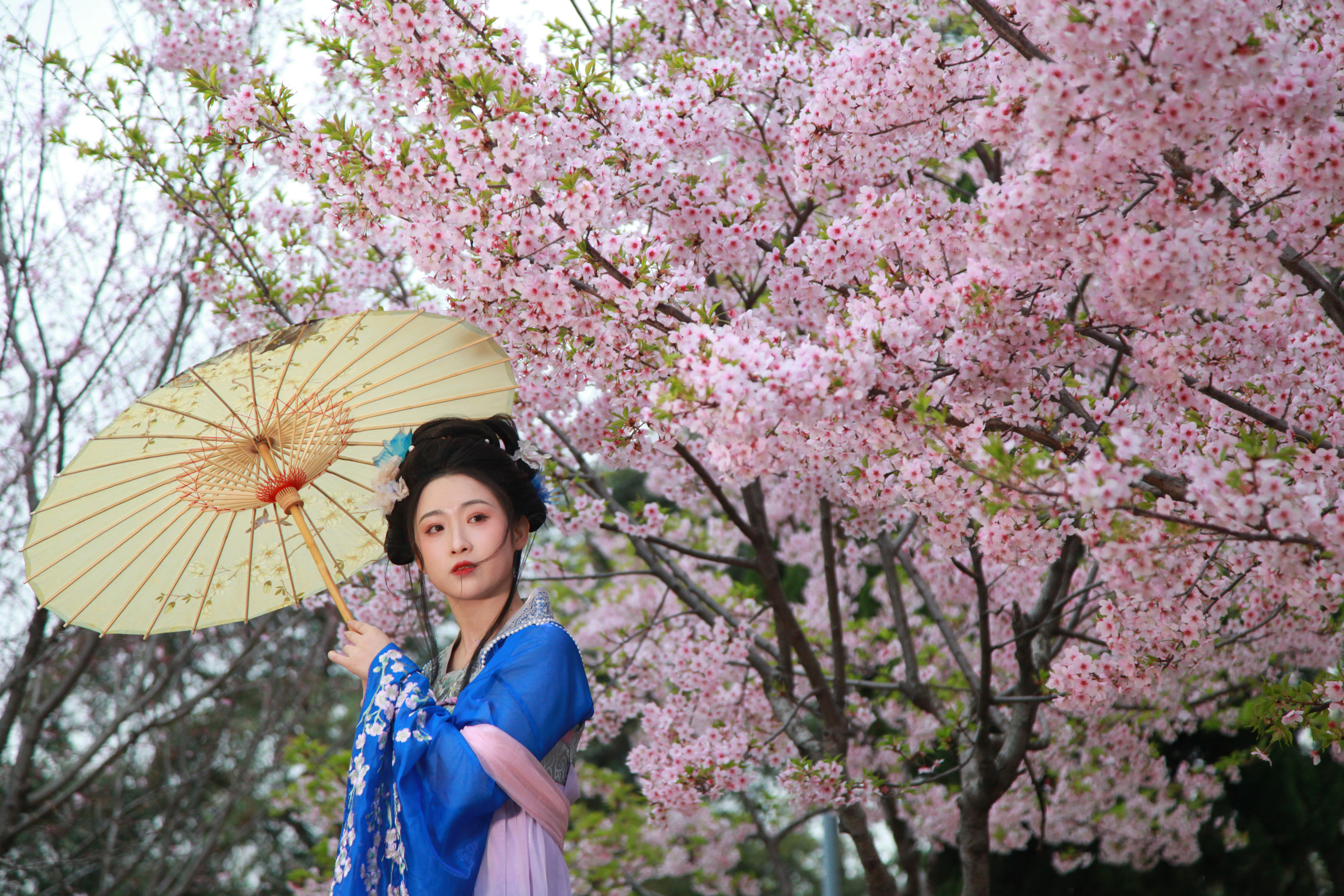 A visitor dressed in traditional Chinese clothing poses under blooming cherry blossom trees at Xuanwu Lake Park in Nanjing, east China's Jiangsu Province on March 17, 2024. /IC