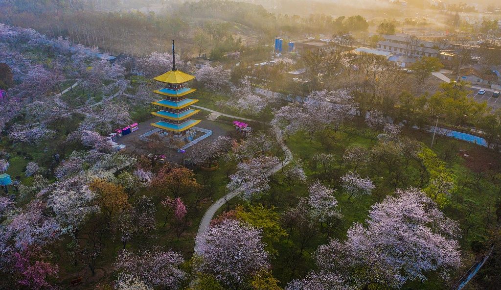 A photo taken on March 20, 2024 shows a view of the Donghu Moshan Cherry Blossom Park in Wuhan, Hubei Province. /CFP
