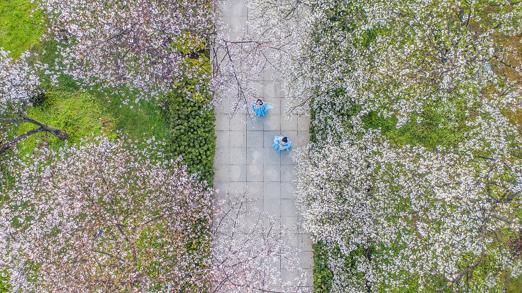 A photo taken on March 20, 2024 shows an aerial view of people visiting the Donghu Moshan Cherry Blossom Park in Wuhan, Hubei Province. /CFP