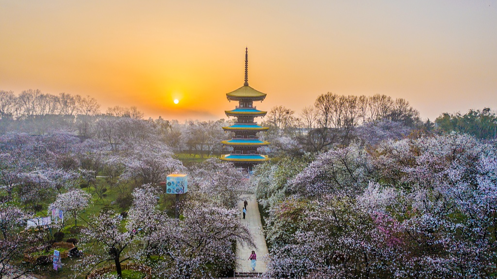 A photo taken on March 20, 2024 shows a view of the Donghu Moshan Cherry Blossom Park in Wuhan, Hubei Province. /CFP
