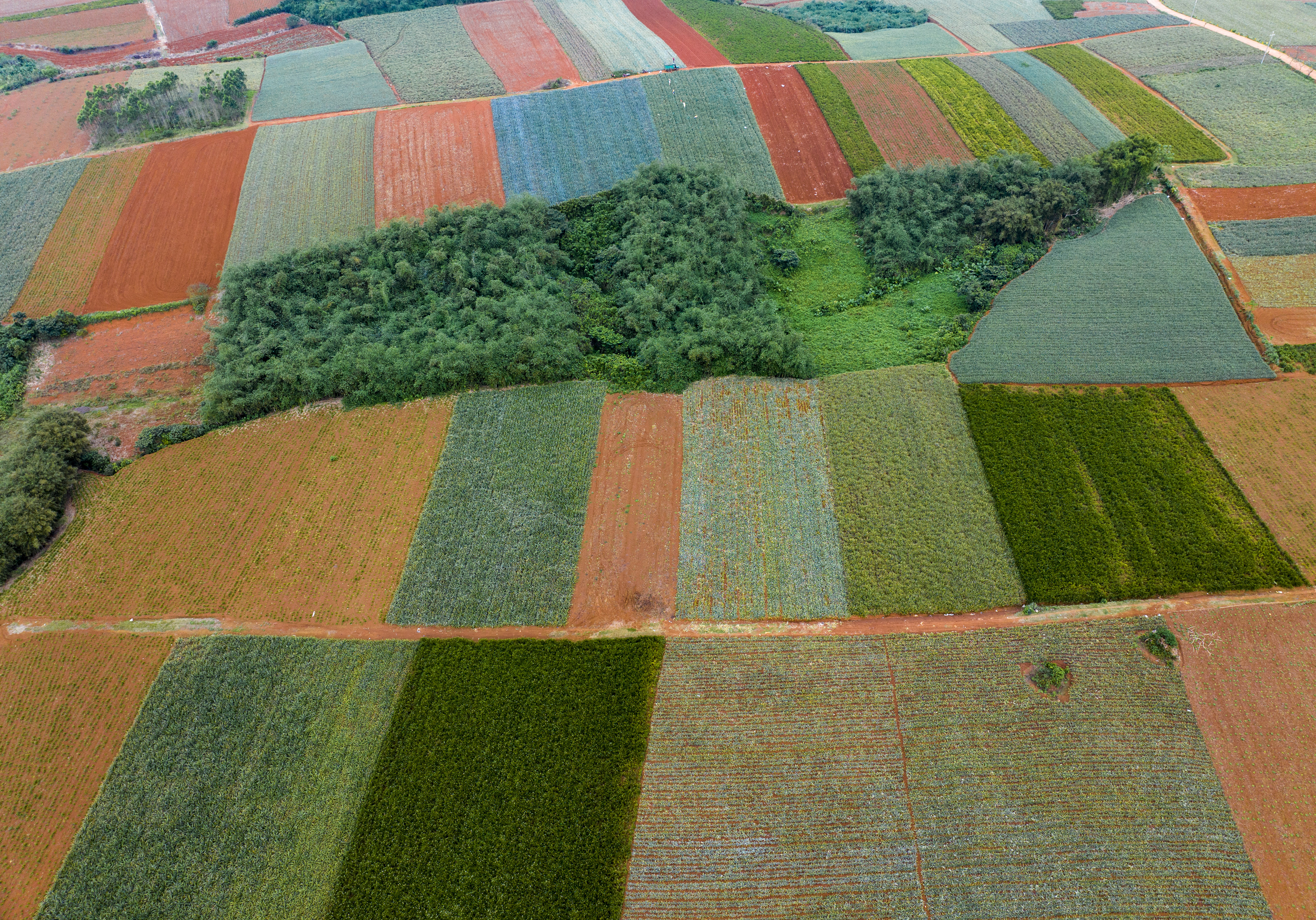 An aerial photo captures the vast-stretching pineapple fields of Xuwen County of Zhanjiang City, south China's Guangdong Province on March 17, 2024. /IC