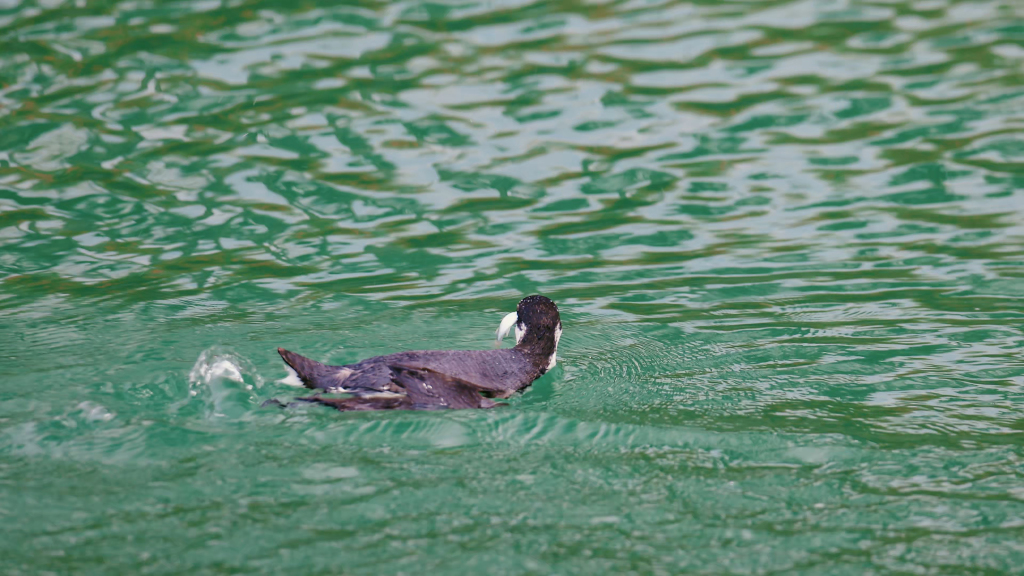 An ancient murrelet, spotted foraging in Shenzhen Bay in south China's Guangdong Province. It was the second time the species had been spotted in Shenzhen since showing up in the city in January. /CFP