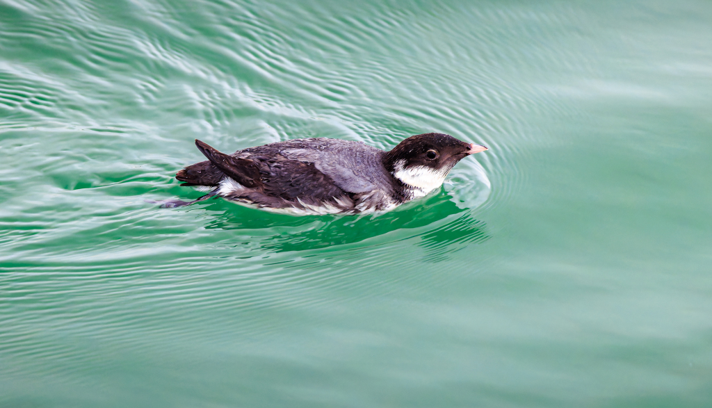An ancient murrelet, spotted foraging in Shenzhen Bay in south China's Guangdong Province. It was the second time the species had been spotted in Shenzhen since showing up in the city in January. /CFP