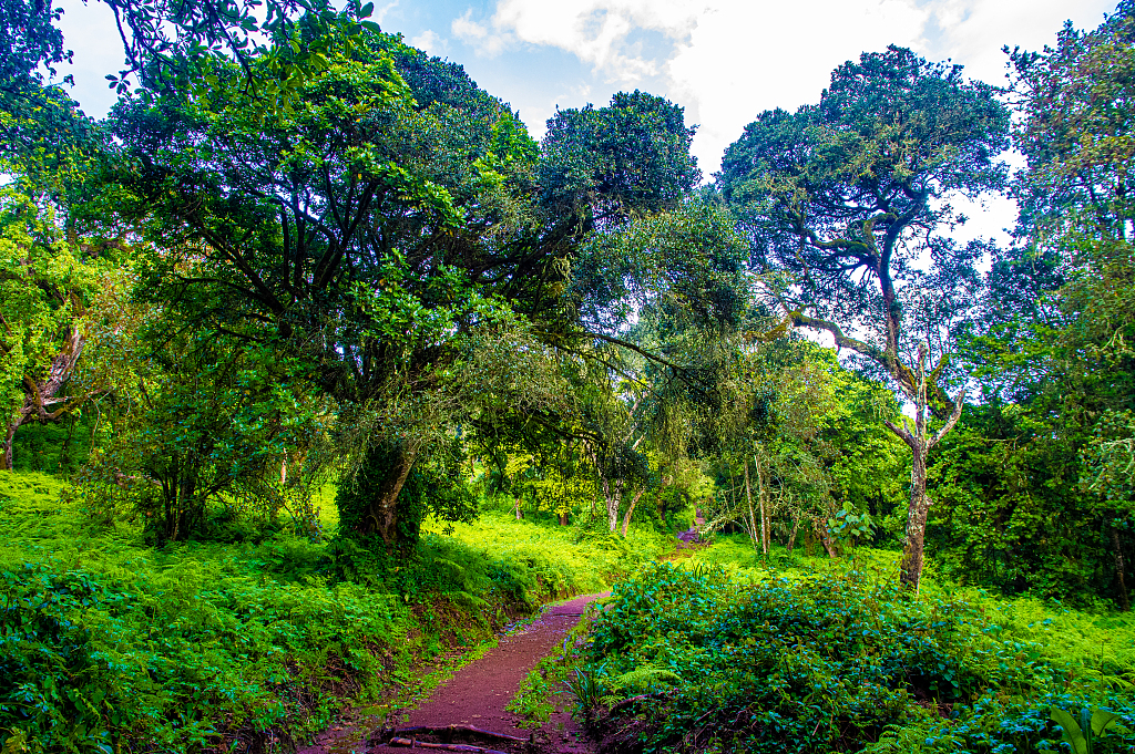 A forest in Tanzania. /CFP