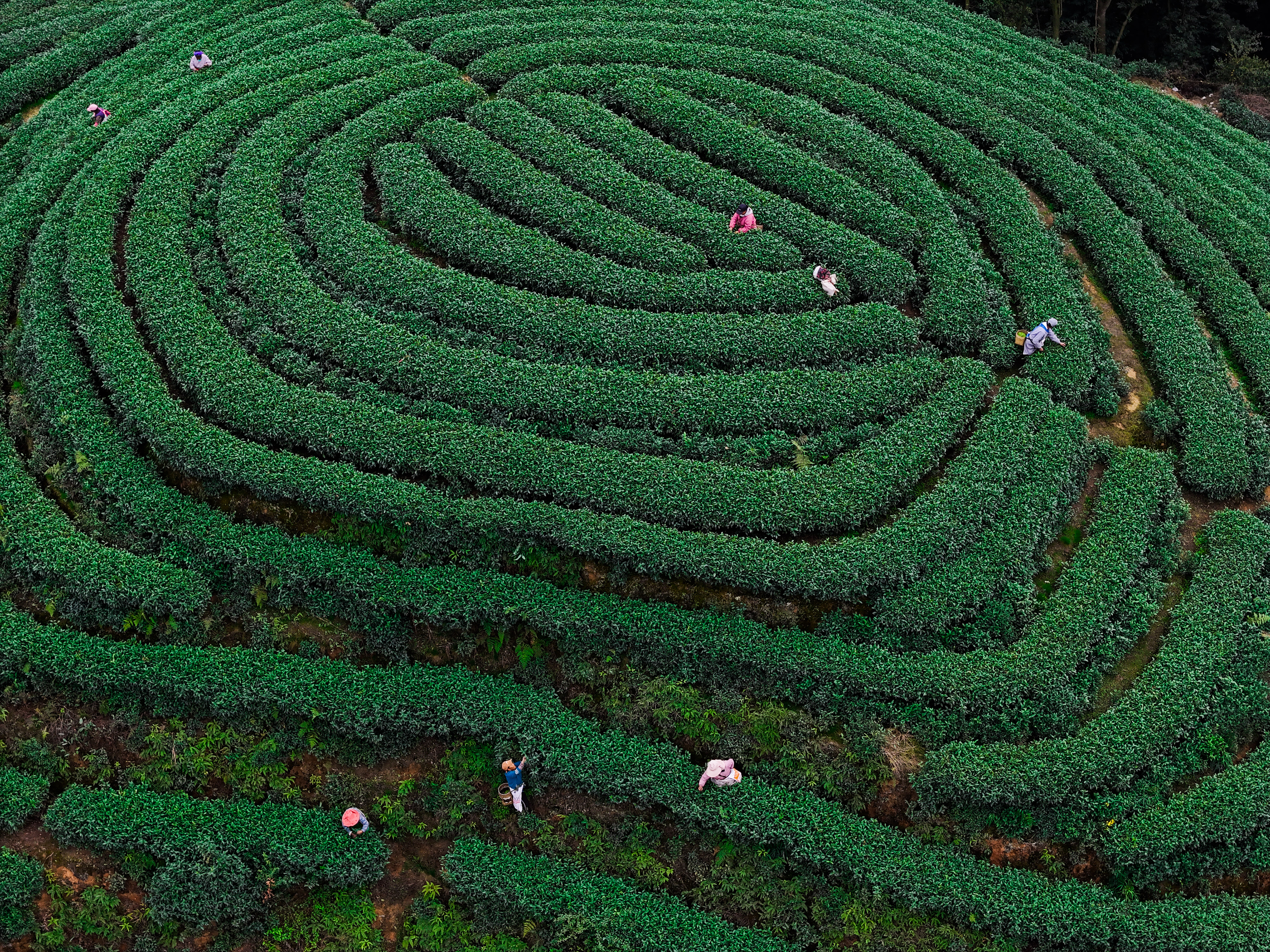 Farmers pick tea leaves at a tea garden in Jingu Village, Ya'an City, Sichuan Province, March 19, 2024. /CFP